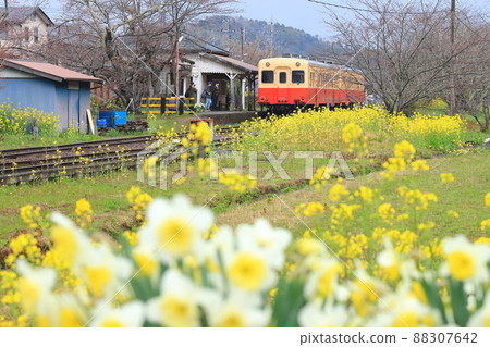 Kominato Tetsudo "Beautiful Spring Takataki Station" Surrounded by flowers 88307642