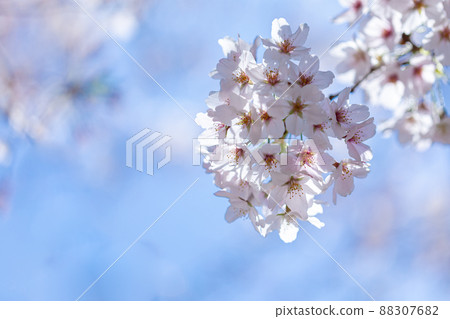 Cherry Blossoms Cherry Blossoms 88307682