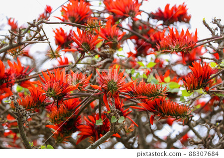Okinawa's prefectural flower, Deigo flower familiar with Shima Uta 88307684