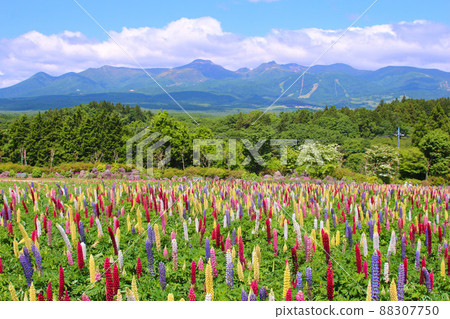 那須町那須花世界的羽扇豆 那須町那須花世界的羽扇豆 88307750