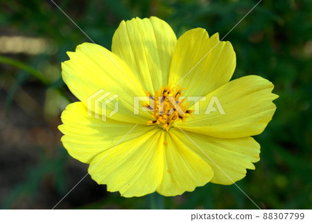 Yellow Kibanakosmos 88307799