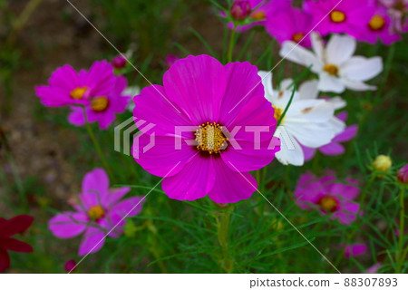 粉紅色的宇宙 粉紅色的宇宙 88307893