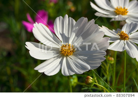 White cosmos White cosmos 88307894