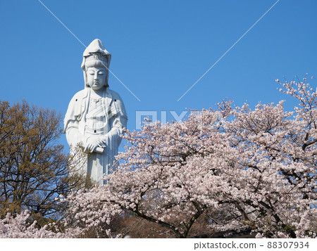 Takasaki Shiroi Daikannon and Yoshino cherry tree in full bloom Takasaki Shiroi Daikannon and Yoshino cherry tree in full bloom 88307934