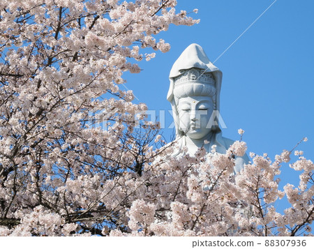 Takasaki Shiroi Daikannon and Yoshino cherry tree in full bloom Takasaki Shiroi Daikannon and Yoshino cherry tree in full bloom 88307936