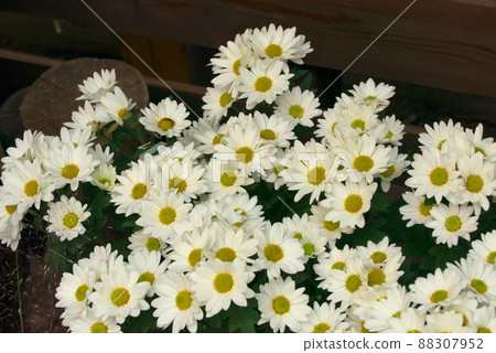 White Margaret White Margaret 88307952