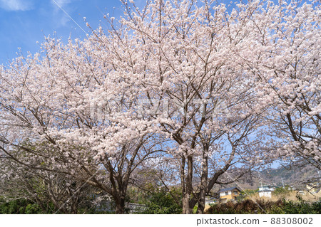 蒲山神社的櫻花（茨城縣櫻川市） 88308002