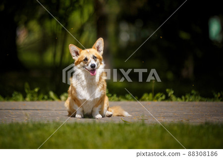 Welsh corgi dog with flowers Welsh corgi dog with flowers 88308186