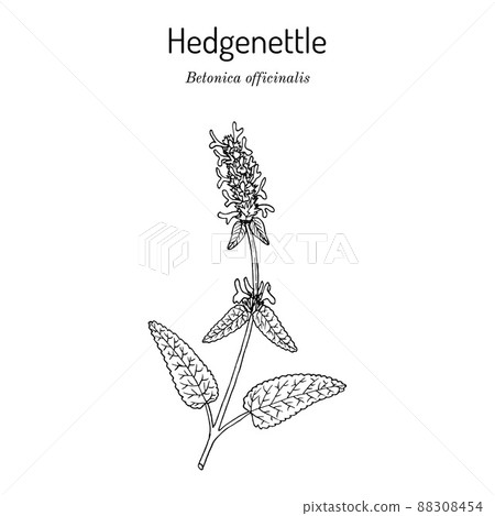Wood betony Stachys officinalis , medicinal plant Wood betony Stachys officinalis , medicinal plant 88308454