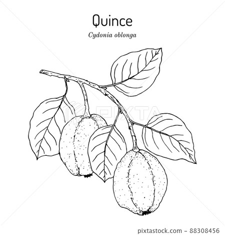 Quince Cydonia oblonga fruit tree branch 88308456