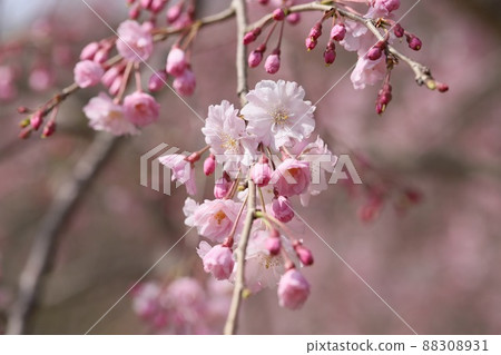 有許多花瓣的粉紅色櫻花 有許多花瓣的粉紅色櫻花 88308931