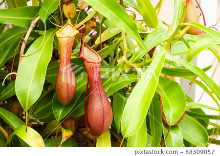 照片、植物、食肉植物豬籠草、消化液溶解昆蟲 88309057
