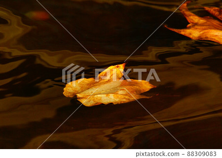 Color autumn leaves autumn running water park fountain (registered 4 in 2022) Color autumn leaves autumn running water park fountain (registered 4 in 2022) 88309083