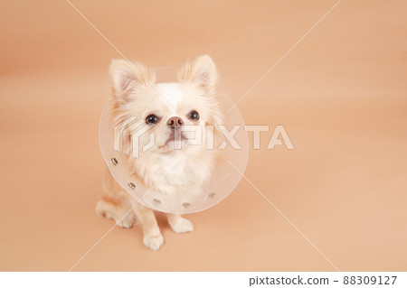 Cream-colored long coat Chihuahua with hard type Elizabethan collar Cream-colored long coat Chihuahua with hard type Elizabethan collar 88309127
