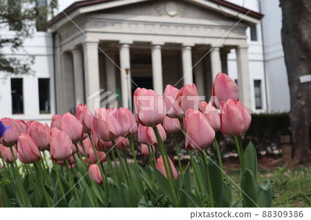 大倉山紀念館和郁金香 88309386