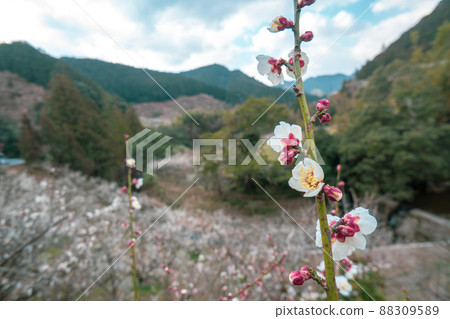 和歌山田邊梅林 和歌山田邊梅林 88309589