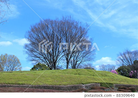 Kashiwanoha Park: A large tree towering over a hill Kashiwanoha Park: A large tree towering over a hill 88309640