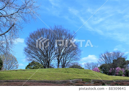 Kashiwanoha Park: A large tree towering over a hill Kashiwanoha Park: A large tree towering over a hill 88309641