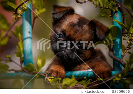 brussels griffon in summer garden 88309696