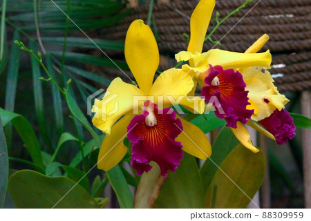 嘉德麗雅（西蘭花皇后） 88309959