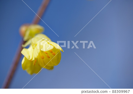 Hyuga mizuki 88309967