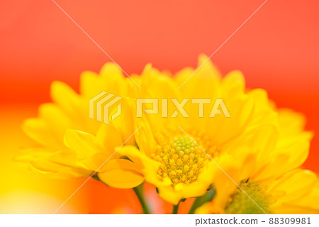 Wildfly Wildfly 88309981