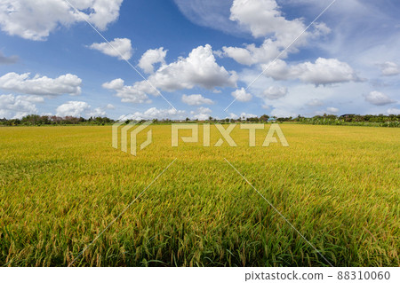 Beautiful scenery of rural nature with a green field in the area near Bangkok. With a blue sky as a background, Nonthaburi, Thailand Beautiful scenery of rural nature with a green field in the area near Bangkok. With a blue sky as a background, Nonthaburi, Thailand 88310060