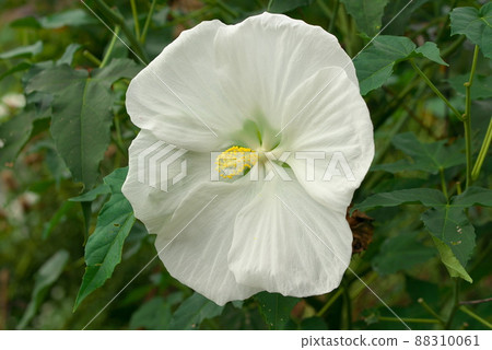 巨花 Titan Bikas 白色 巨花 Titan Bikas 白色 88310061