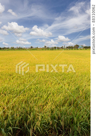 Beautiful scenery of rural nature with a green field in the area near Bangkok. With a blue sky as a background, Nonthaburi, Thailand Beautiful scenery of rural nature with a green field in the area near Bangkok. With a blue sky as a background, Nonthaburi, Thailand 88310062