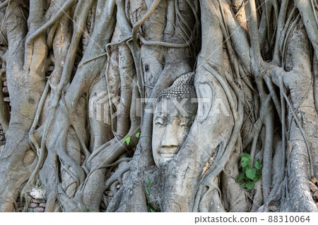 Head of Buddha statue in the tree roots at Wat Mahathat in Ayutthaya Province, Thailand. Head of Buddha statue in the tree roots at Wat Mahathat in Ayutthaya Province, Thailand. 88310064