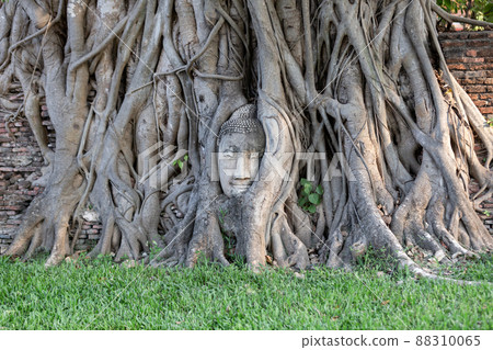 Head of Buddha statue in the tree roots at Wat Mahathat in Ayutthaya Province, Thailand. Head of Buddha statue in the tree roots at Wat Mahathat in Ayutthaya Province, Thailand. 88310065