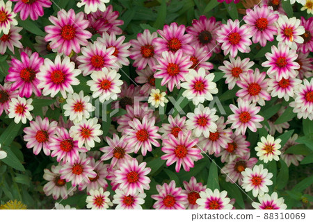 Colorful zinnia profusion Colorful zinnia profusion 88310069