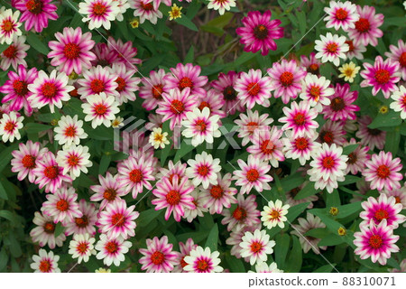 Colorful zinnia profusion Colorful zinnia profusion 88310071