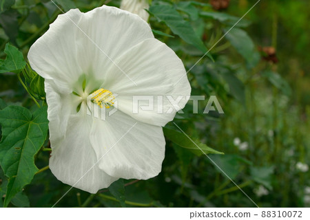 Giant flower Titan Bikas white Giant flower Titan Bikas white 88310072