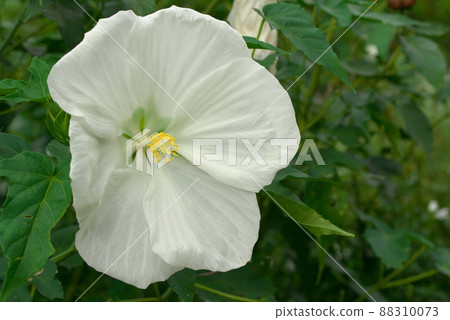 巨花 Titan Bikas 白色 巨花 Titan Bikas 白色 88310073