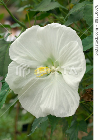 巨花 Titan Bikas 白色 巨花 Titan Bikas 白色 88310076
