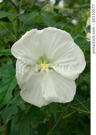 巨花 Titan Bikas 白色 巨花 Titan Bikas 白色 88310077