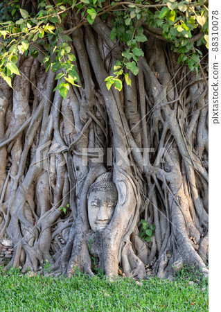 Head of Buddha statue in the tree roots at Wat Mahathat in Ayutthaya Province, Thailand. Head of Buddha statue in the tree roots at Wat Mahathat in Ayutthaya Province, Thailand. 88310078
