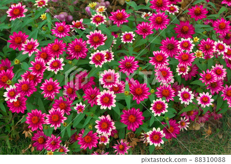 Colorful zinnia profusion Colorful zinnia profusion 88310088