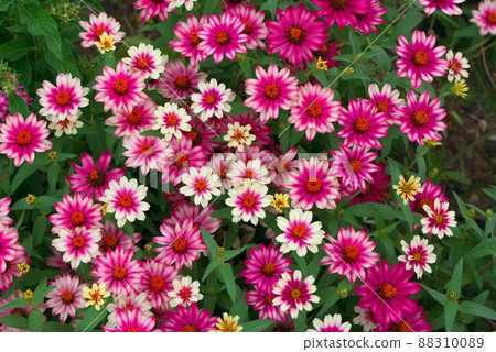 Colorful zinnia profusion Colorful zinnia profusion 88310089