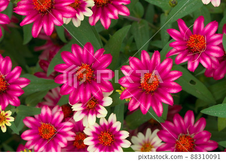 Colorful zinnia profusion Colorful zinnia profusion 88310091