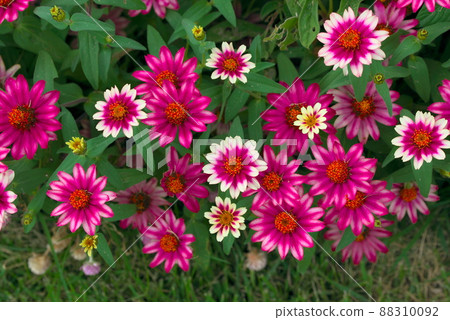 Colorful zinnia profusion Colorful zinnia profusion 88310092