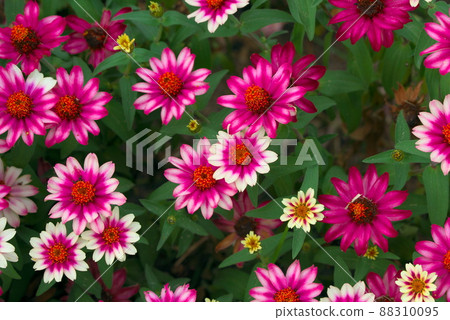 Colorful zinnia profusion Colorful zinnia profusion 88310095
