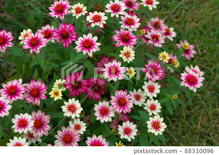 Colorful zinnia profusion Colorful zinnia profusion 88310096