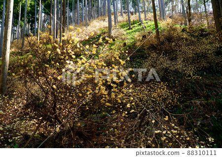 京都府綾部市三俁殖民地 京都府綾部市三俁殖民地 88310111