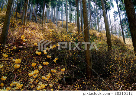 京都府綾部市三俁殖民地 京都府綾部市三俁殖民地 88310112