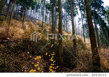 京都府綾部市三俁殖民地 京都府綾部市三俁殖民地 88310113