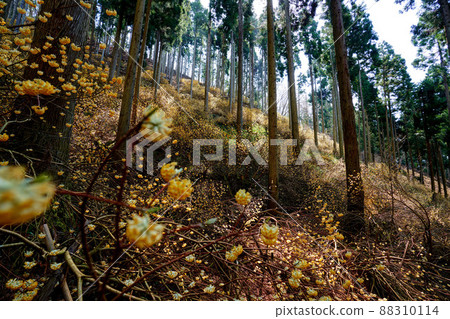 京都府綾部市三俁殖民地 88310114