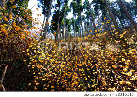 京都府綾部市三俁殖民地 京都府綾部市三俁殖民地 88310116