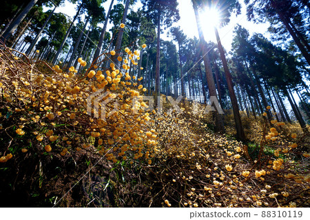 京都府綾部市三俁殖民地 京都府綾部市三俁殖民地 88310119